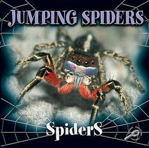 Jumping Spider
