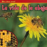 Mira como crecen la vida de la abeja