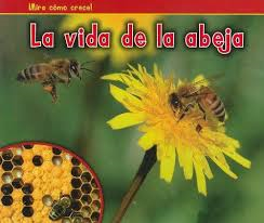 Mira como crecen la vida de la abeja