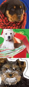 Winter Puppies Boxy Set  de 3 libros