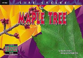 Maple Tree